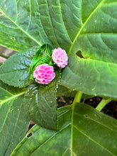 Load image into Gallery viewer, hydrangea rings!