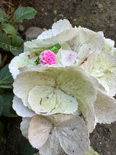 Load image into Gallery viewer, hydrangea rings!